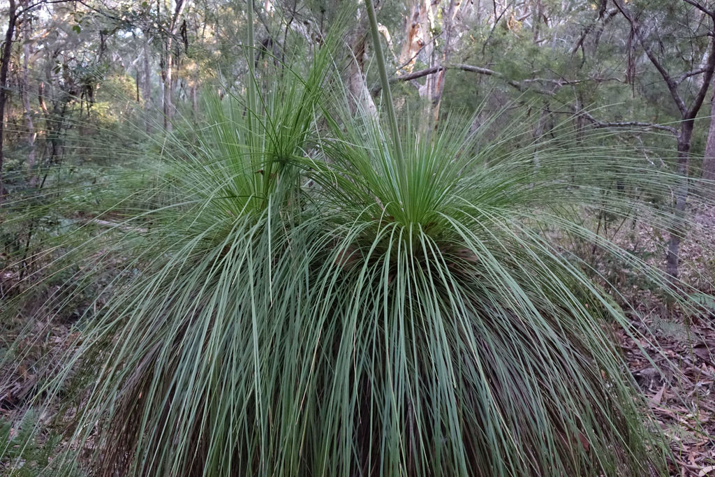 Xanthorrhoea latifolia latifolia from Fraser Island QLD 4581, Australia ...