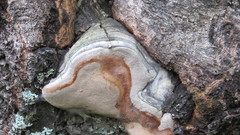 Phellinus populicola
