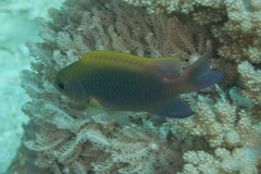 Chrysiptera bleekeri