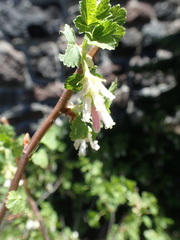 Ribes cereum cereum