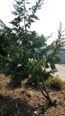 Cupressus guadalupensis