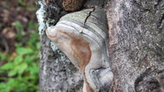 Phellinus populicola