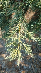 Cupressus guadalupensis