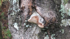 Phellinus populicola