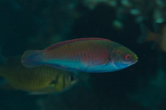 Cirrhilabrus solorensis