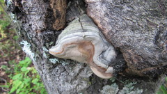 Phellinus populicola