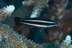 Labropsis manabei