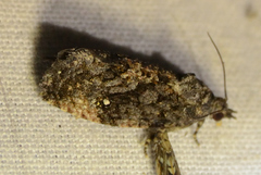 Gymnandrosoma punctidiscanum
