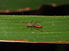 Phaenacantha bicolor