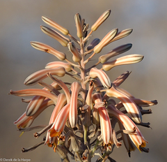 Aloe greatheadii