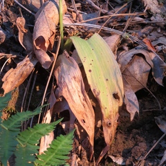 Platanthera leptopetala