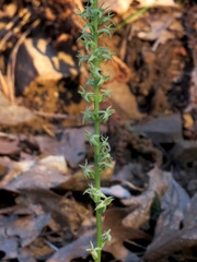 Platanthera leptopetala