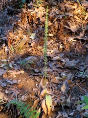 Platanthera leptopetala