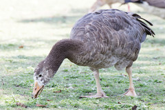 Anatidae