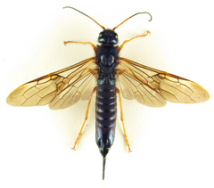 Sirex juvencus