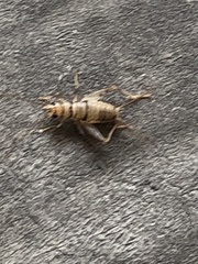 Gryllodes sigillatus