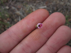 Phemeranthus rugospermus