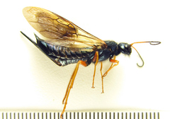 Sirex juvencus