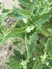 Solanum physalifolium nitidibaccatum