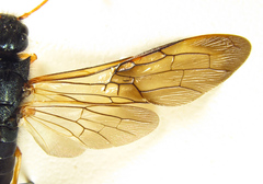 Sirex juvencus