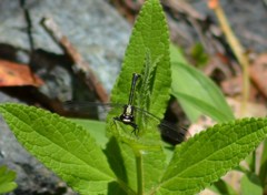 Octogomphus specularis