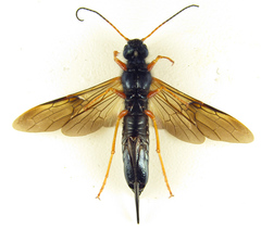 Sirex juvencus