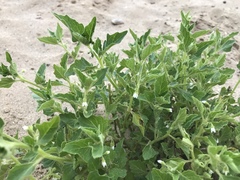 Solanum physalifolium nitidibaccatum