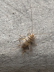 Gryllodes sigillatus