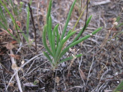 Phemeranthus rugospermus