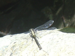 Octogomphus specularis