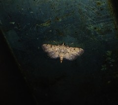 Lamprosema