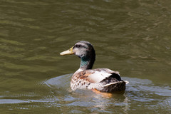 Anas platyrhynchos domesticus