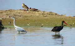 Alopochen aegyptiaca