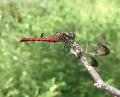 Sympetrum risi