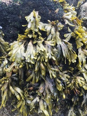 Fucus guiryi