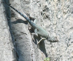 Sceloporus ornatus