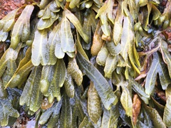 Fucus guiryi