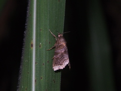 Callopistria placodoides