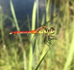 Sympetrum kunckeli