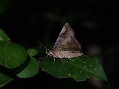 Pangrapta obscurata