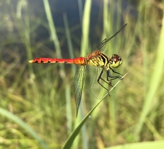 Sympetrum kunckeli