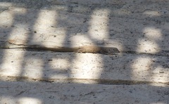 Aspidoscelis marmoratus