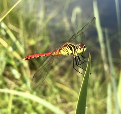 Sympetrum kunckeli