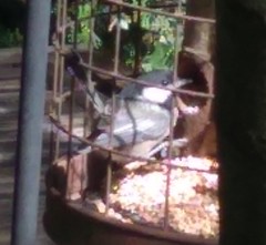 Poecile atricapillus