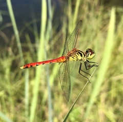 Sympetrum kunckeli