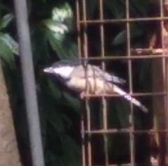 Poecile atricapillus