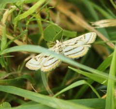 Parapoynx badiusalis