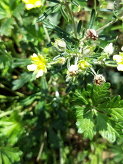 Potentilla argentea