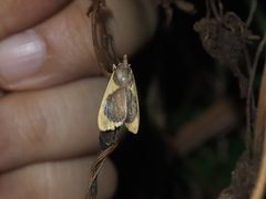 Prooedema inscisalis