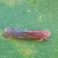 Idiodonus cruentatus